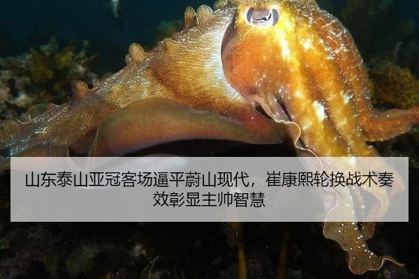 shan-dong-tai-shan-ya-guan-ke-chang-bi-ping-wei-shan-xian-dai-cui-kang-xi-lun-huan-zhan-shu-zou-xiao-zhang-xian-zhu-2-530.jpg